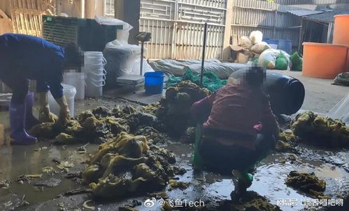 汕頭再現工人赤腳踩腌菜, 橄欖菜 廠家,生產過程堪比老痰酸菜