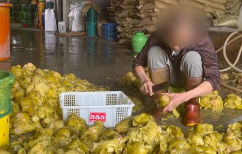 土坑酸菜2.0 網(wǎng)友已看吐,工人赤腳踩姜 踩多了就不辣 ,還向腌制坑口吐白色異物,原料堆馬路腐爛污水橫流 腐臭彌漫